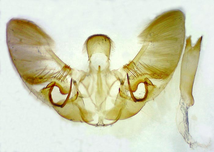 Hahncappsia marculenta