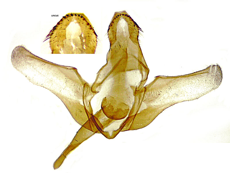 Aphomia terrenella