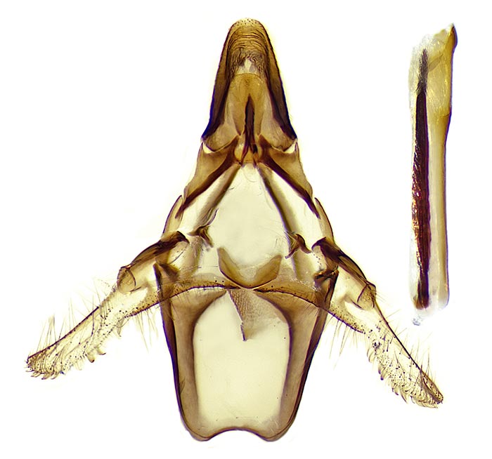 Megasis pullatella