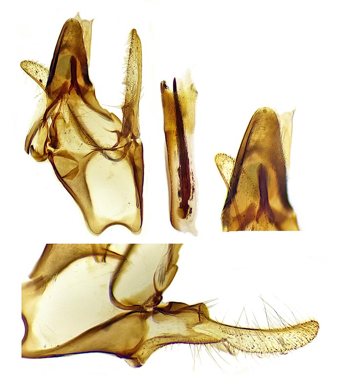 Megasis pullatella