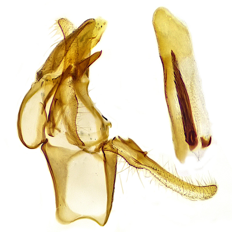 Megasis rubrithoracella