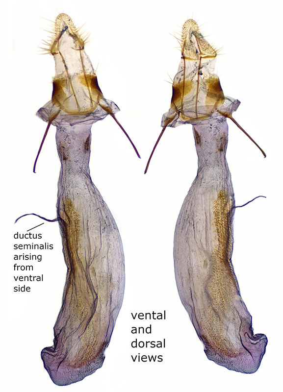 Megasis iota