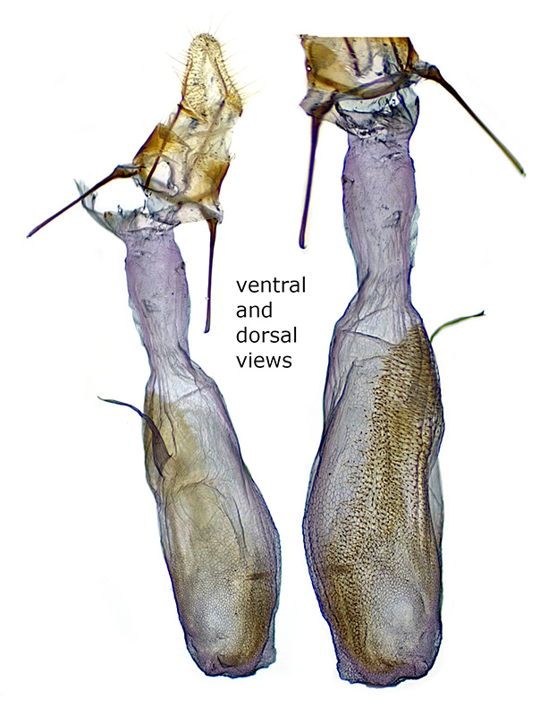 Megasis iota