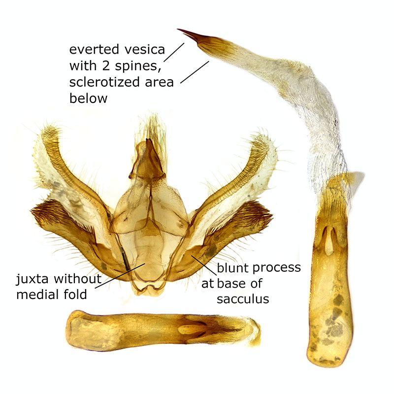 Tornos cinctarius