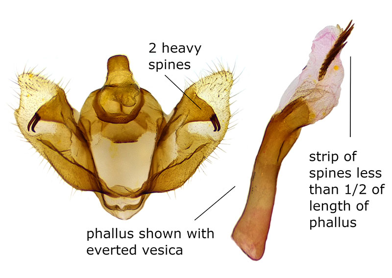 Hulstina imitatrix