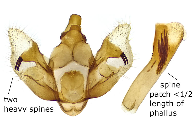 Hulstina imitatrix