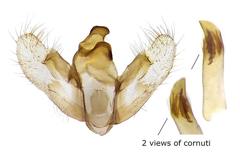 Hulstina nevadaria