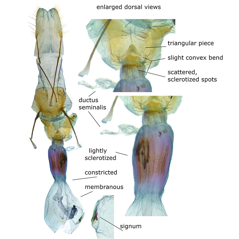 Hulstina nevadaria