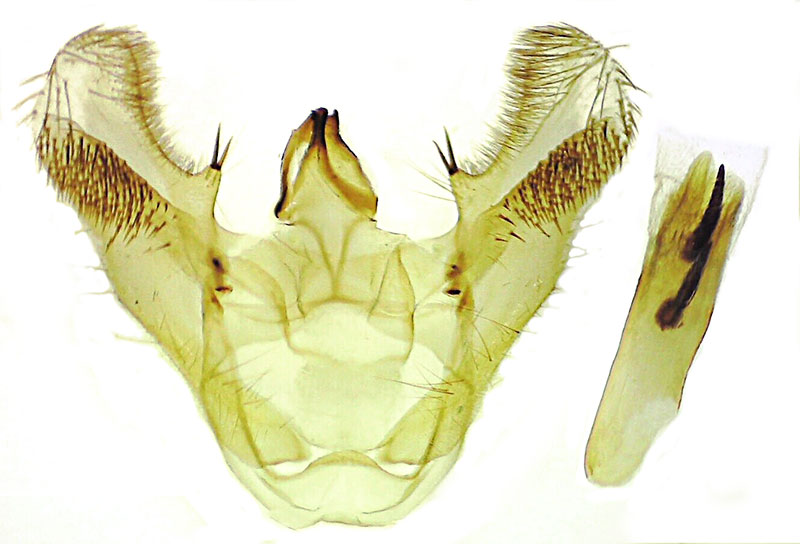 Euchlaena obtusaria