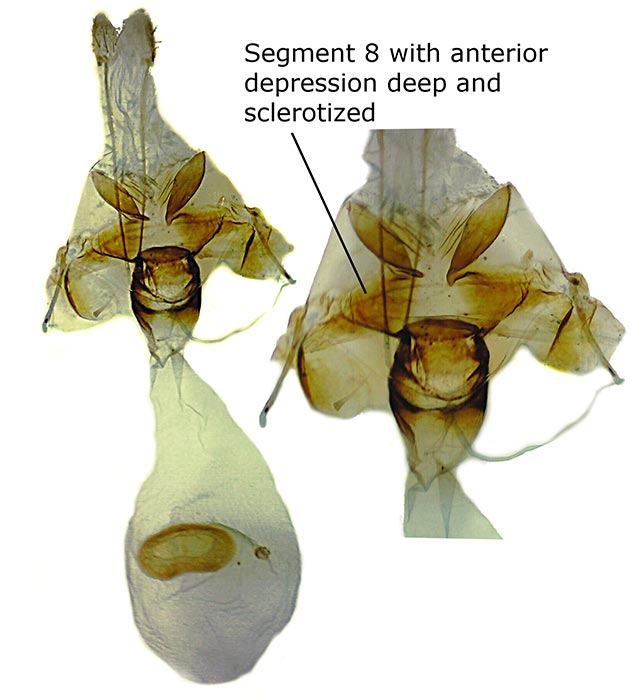 Xanthotype attenuaria