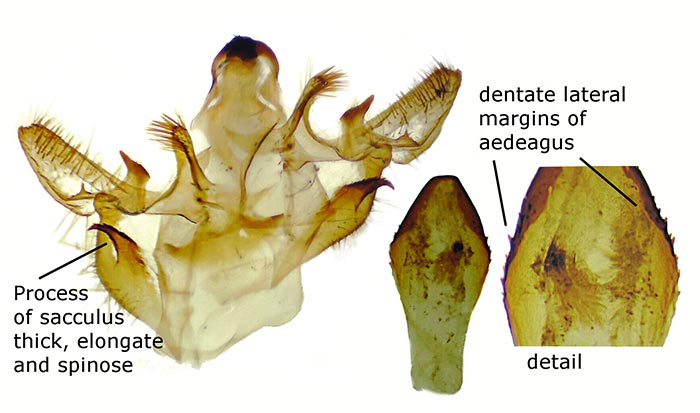 Xanthotype attenuaria