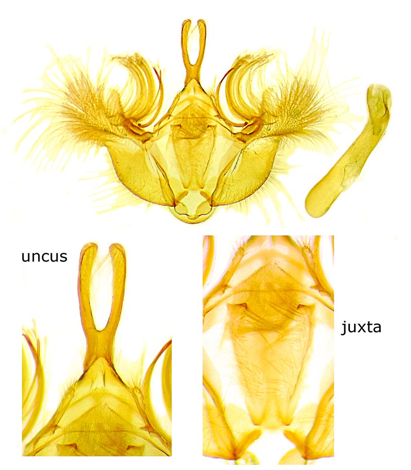 Hydriomena crokeri