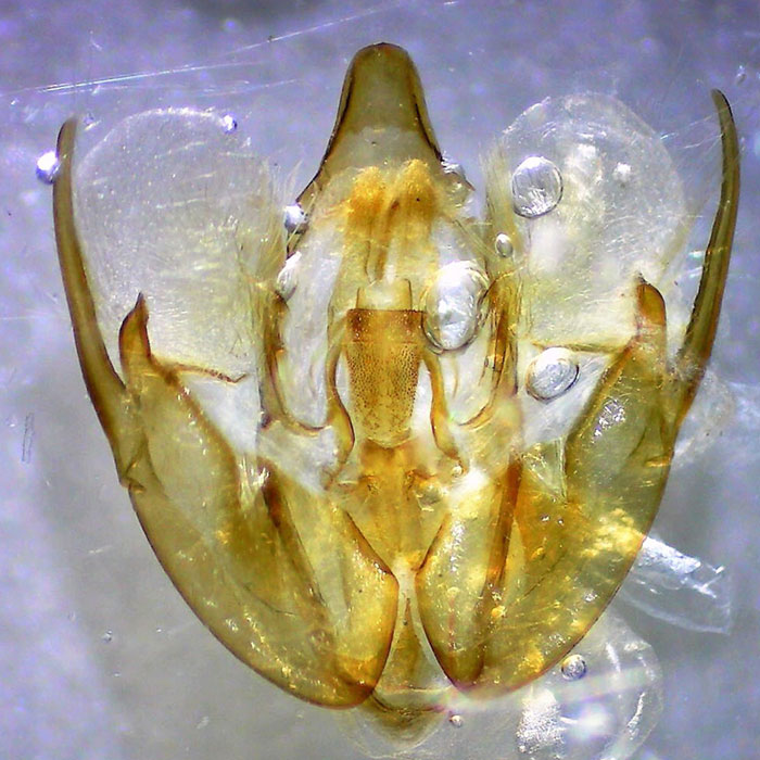 Rheumaptera undulata