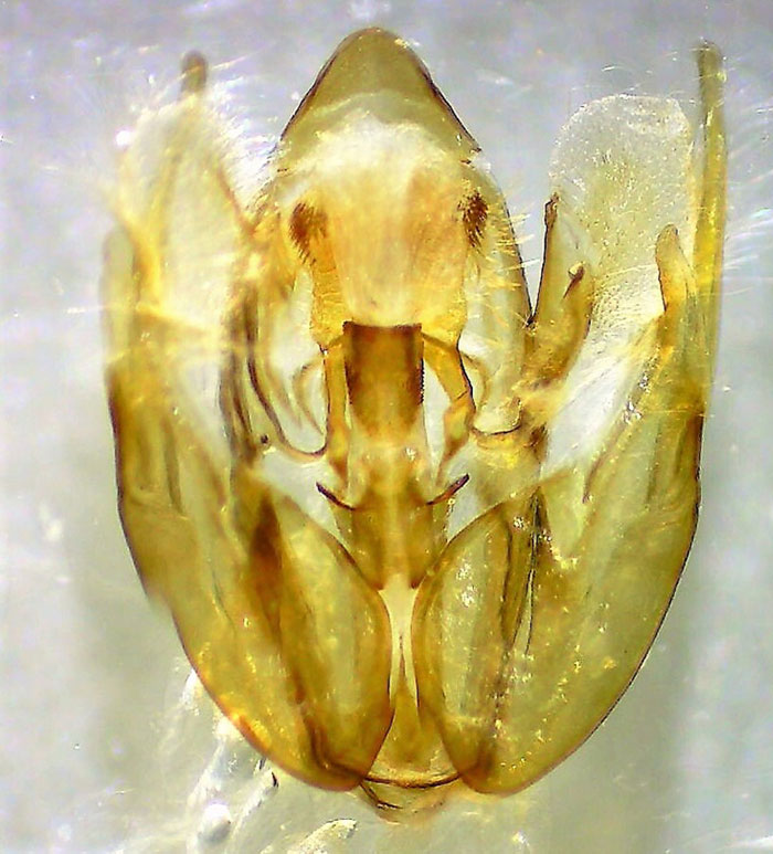 Rheumaptera prunivorata