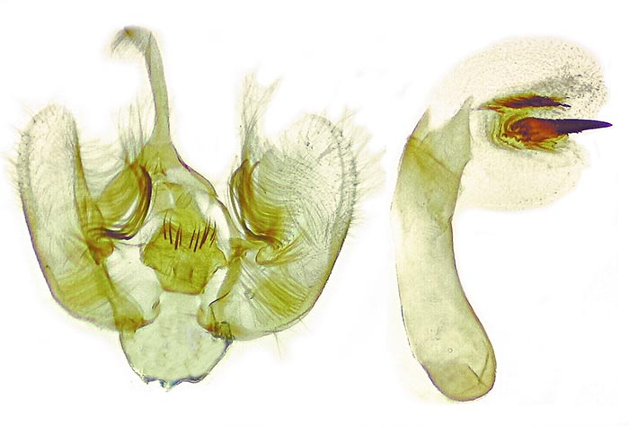 Stamnodes coenonymphata