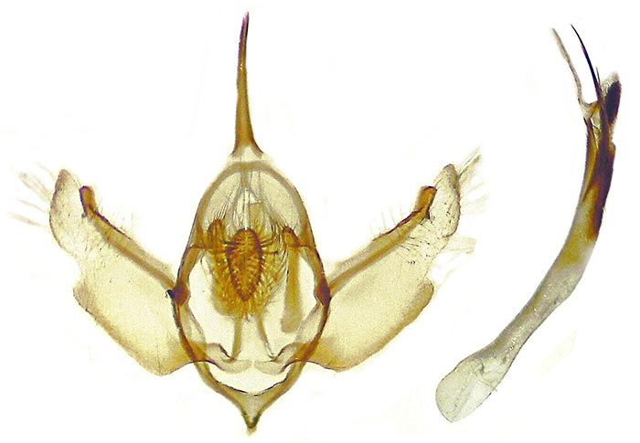 Xanthorhoe packardata