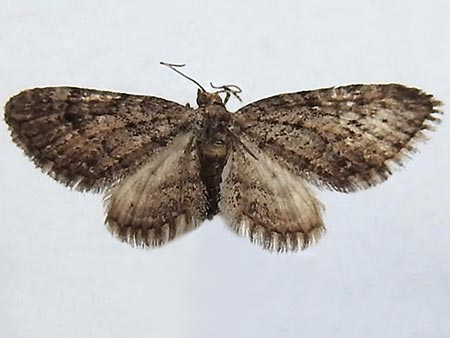 Eupithecia columbiata