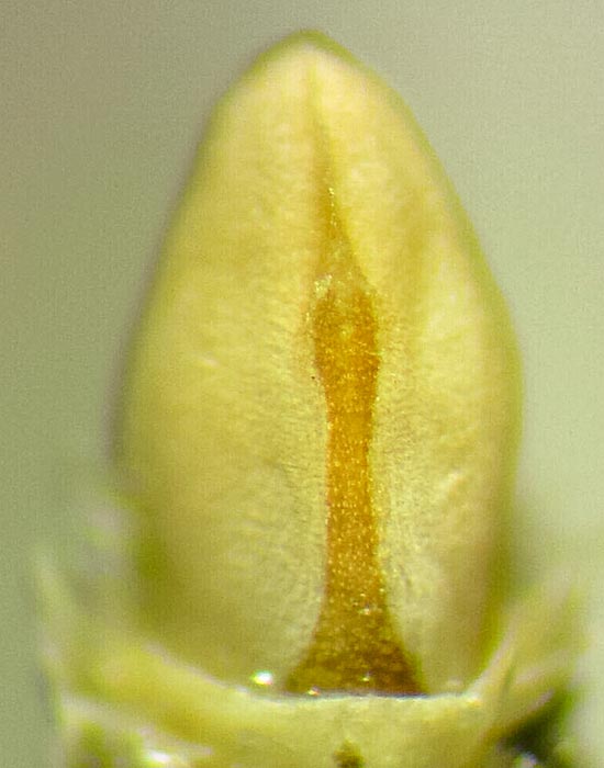 Eupithecia misturata