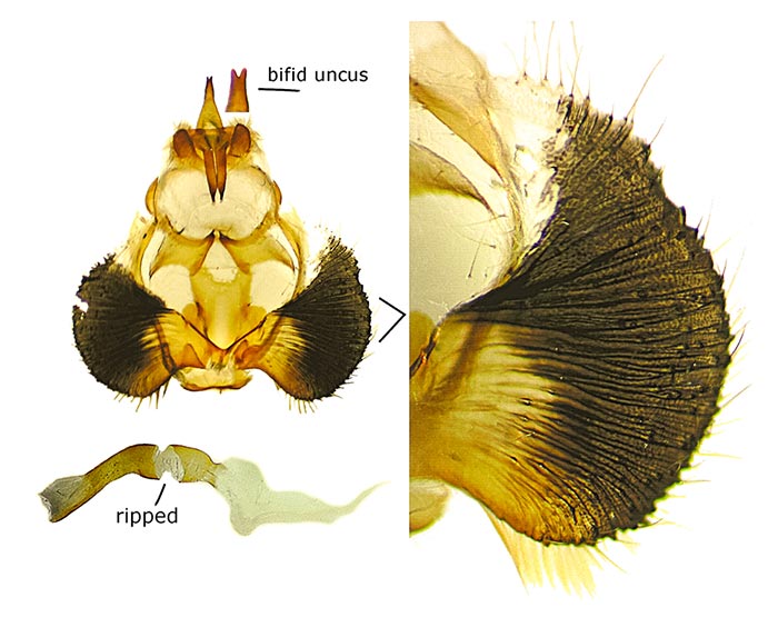 Clostera ornata