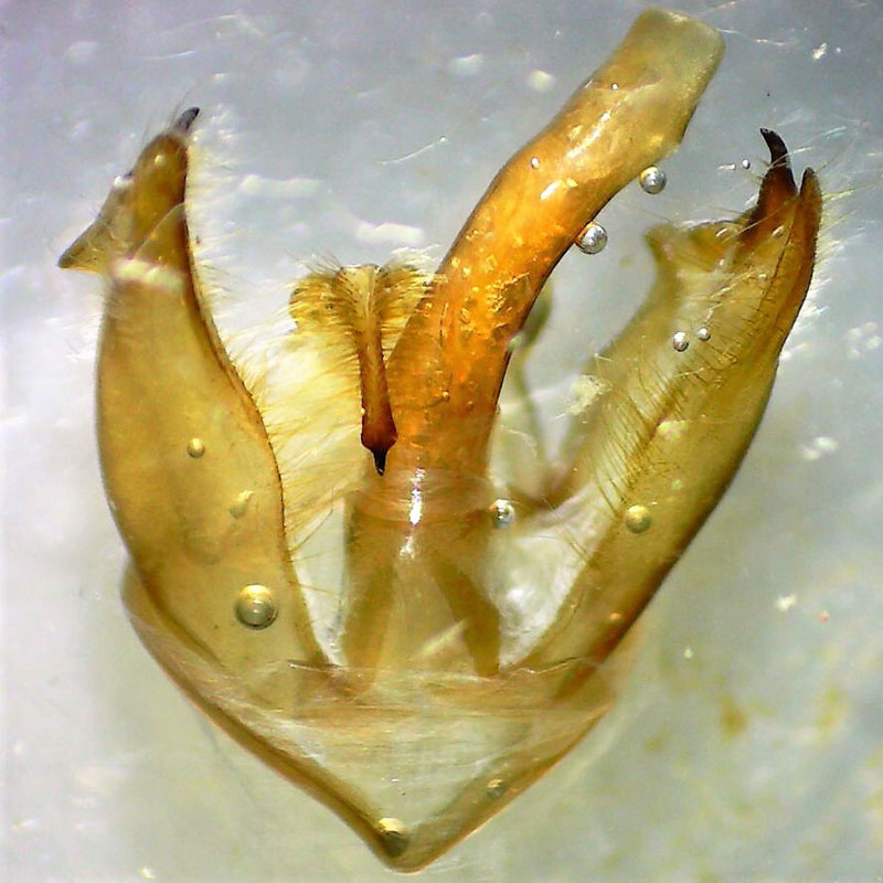 Halysidota tessellaris