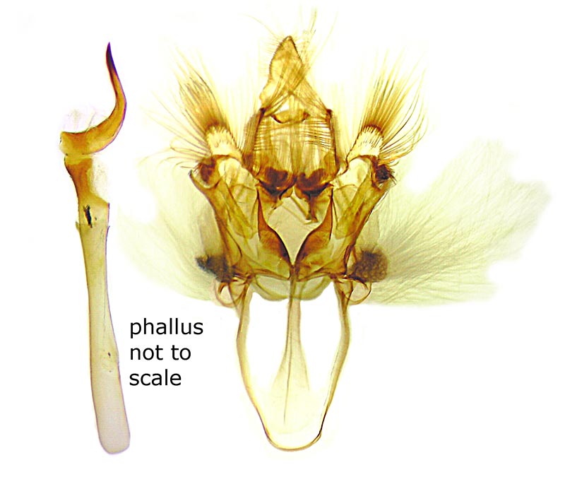 Nycteola columbiana