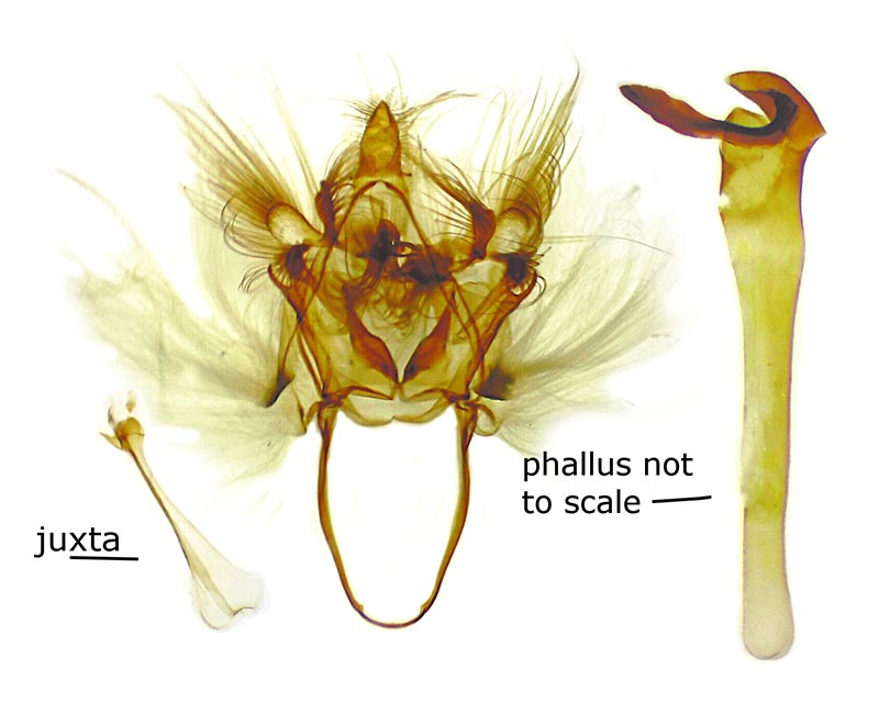 Nycteola cinereana