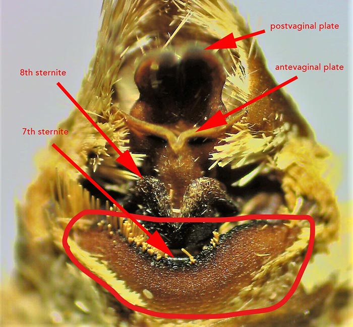 Amphipoea americana