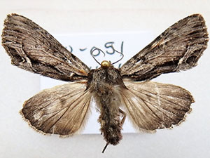 Hyppa contrasta