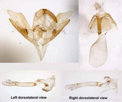 Callistege intercalaris