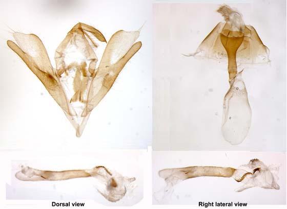 Callistege diagonalis