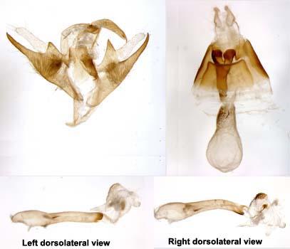 Callistege triangula