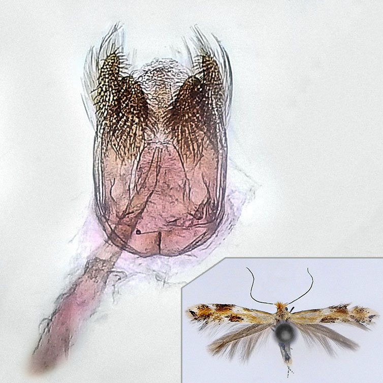 Bucculatrix sp.