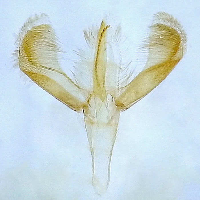 Caloptilia rhoifoliella