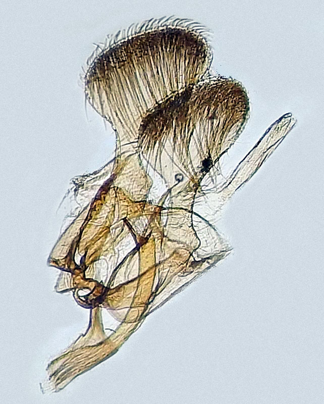 Parornix preciosella