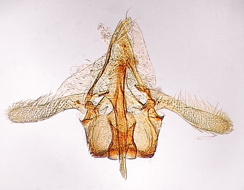 Cameraria obstrictella