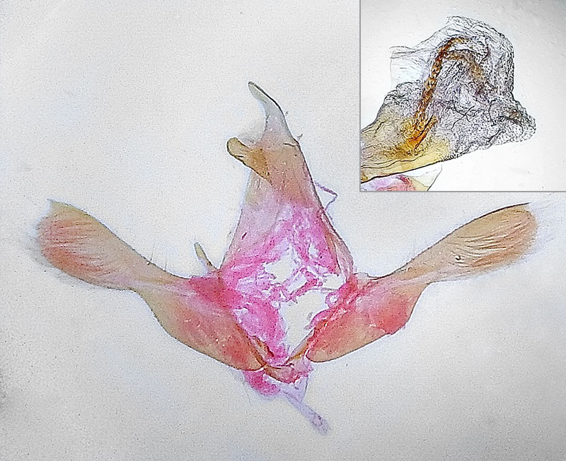 Glyphidocera barythyma