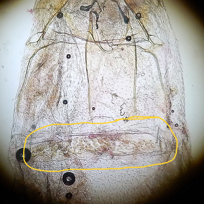 Glyphidocera barythyma