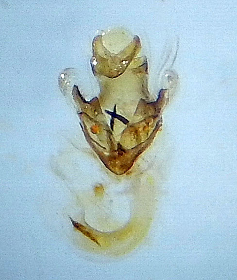 Coleophora laricella