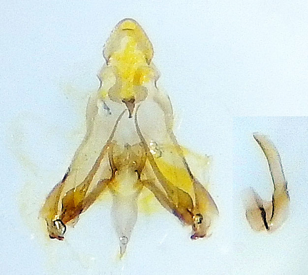 Exoteleia dodecella