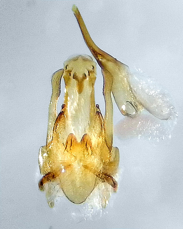 Gnorimoschema herbichii