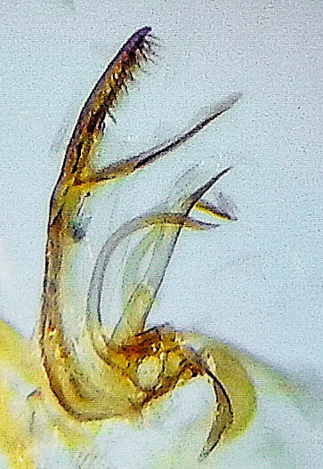 Neotelphusa praefixa