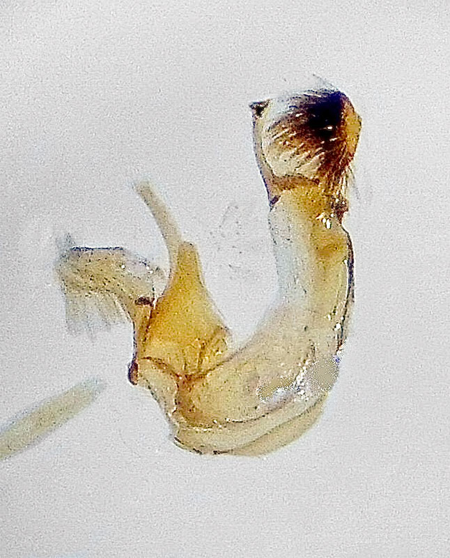 Xenolechia querciphaga