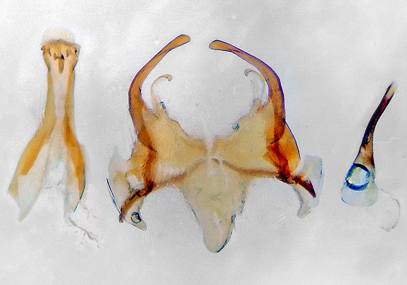 Gnorimoschema sporomochla