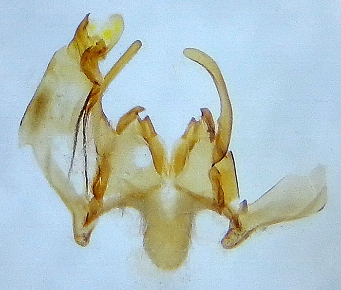 Gnorimoschema sp.