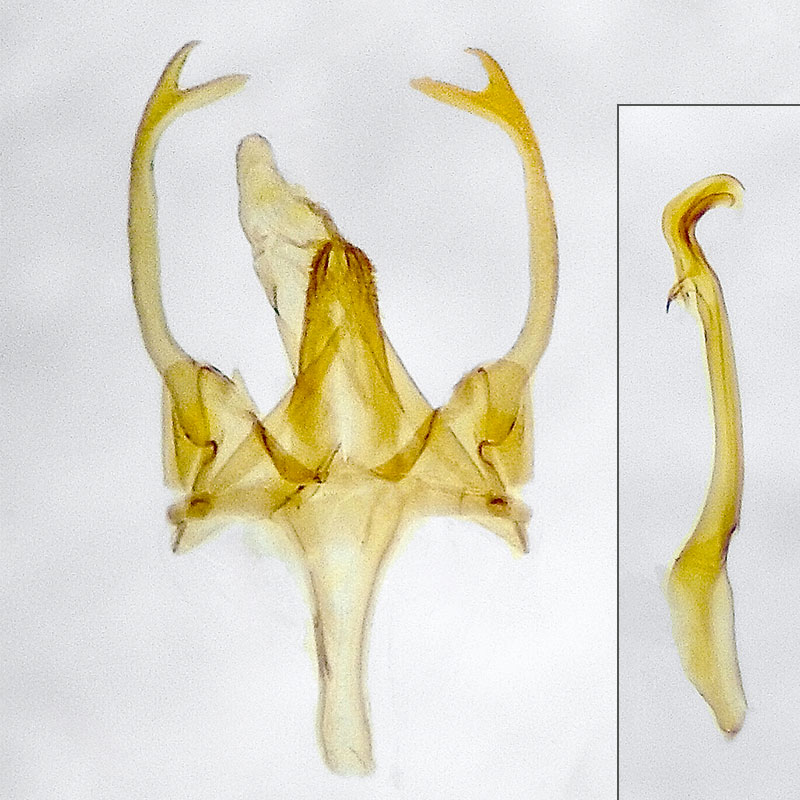 Neopalpa neonata