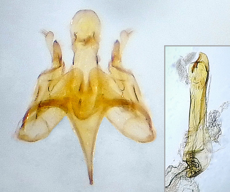 Caryocolum proxima