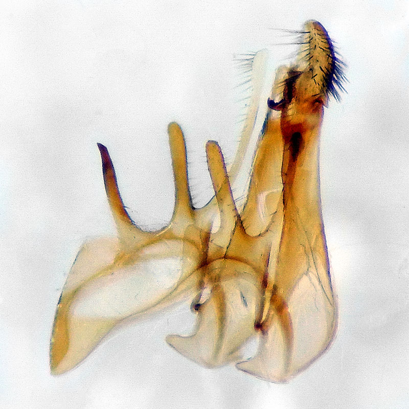 Filatima platyochra