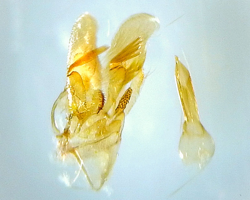 Hypatima zesticopa