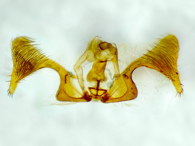 Eucosma owensana