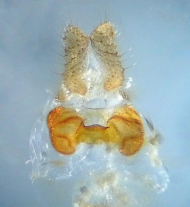 Anopina chiricahuae